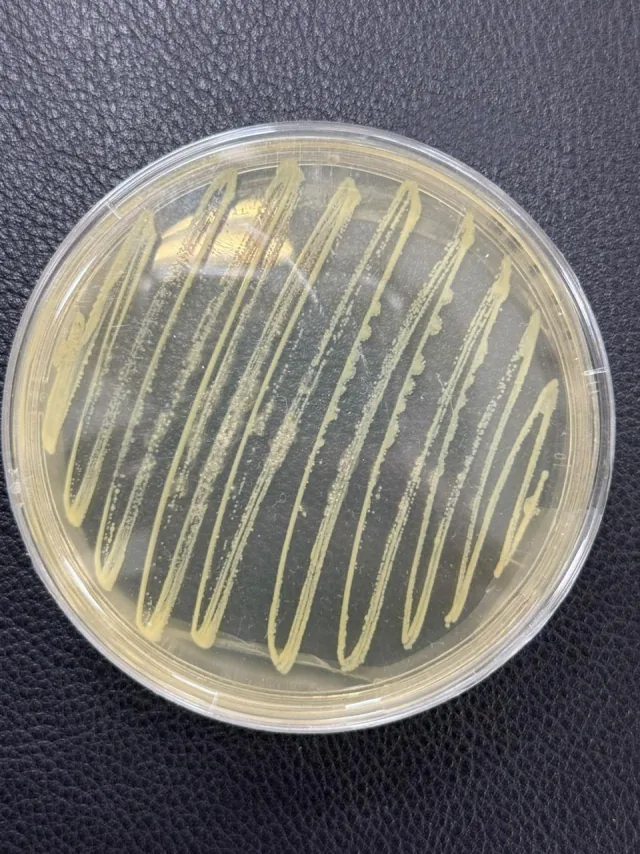 Bioinsumos em laboratório · 01 — Registro de cultura em placa de Petri.