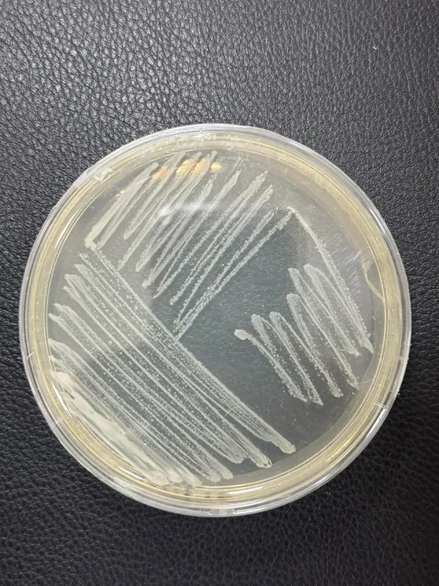 Bioinsumos em laboratório · 02 — Registro de cultura em placa de Petri.