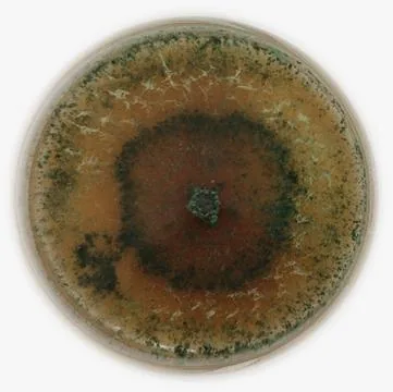 Bioinsumos em laboratório · 05 — Registro de cultura em placa de Petri.