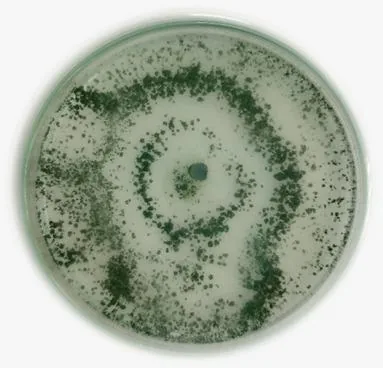 Bioinsumos em laboratório · 06 — Registro de cultura em placa de Petri.